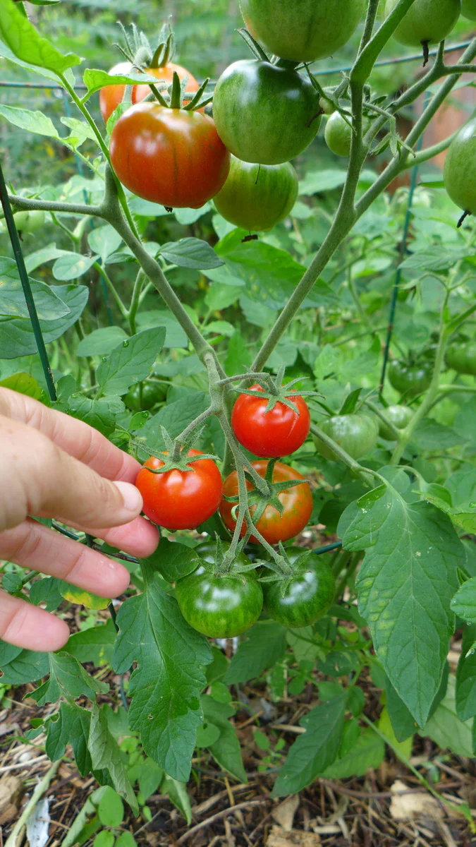 Tomate 'Latah'