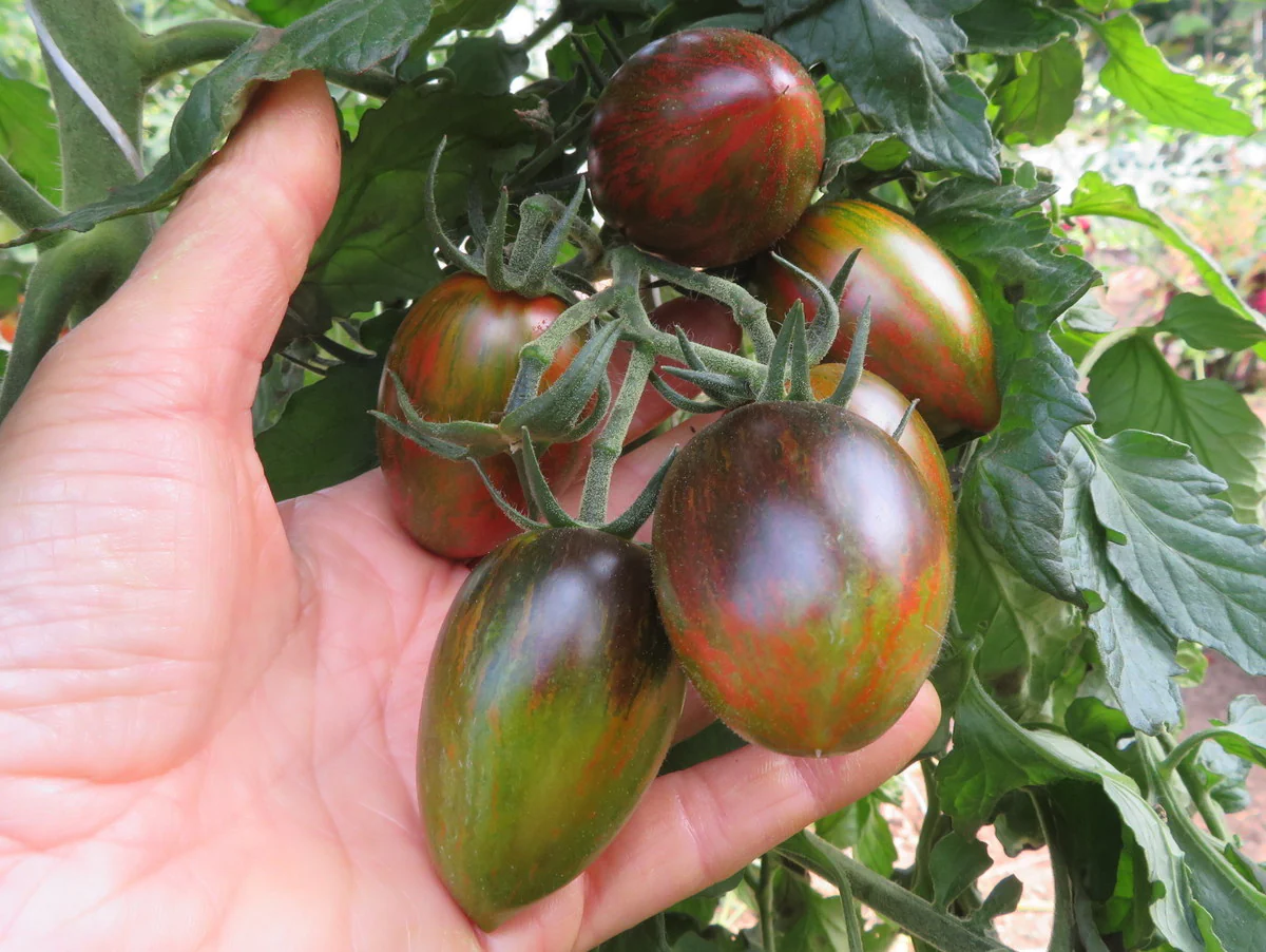 Tomate 'Magic Bullet'