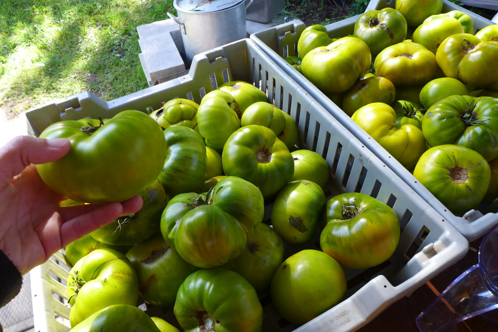 Tomate 'Malachite box'