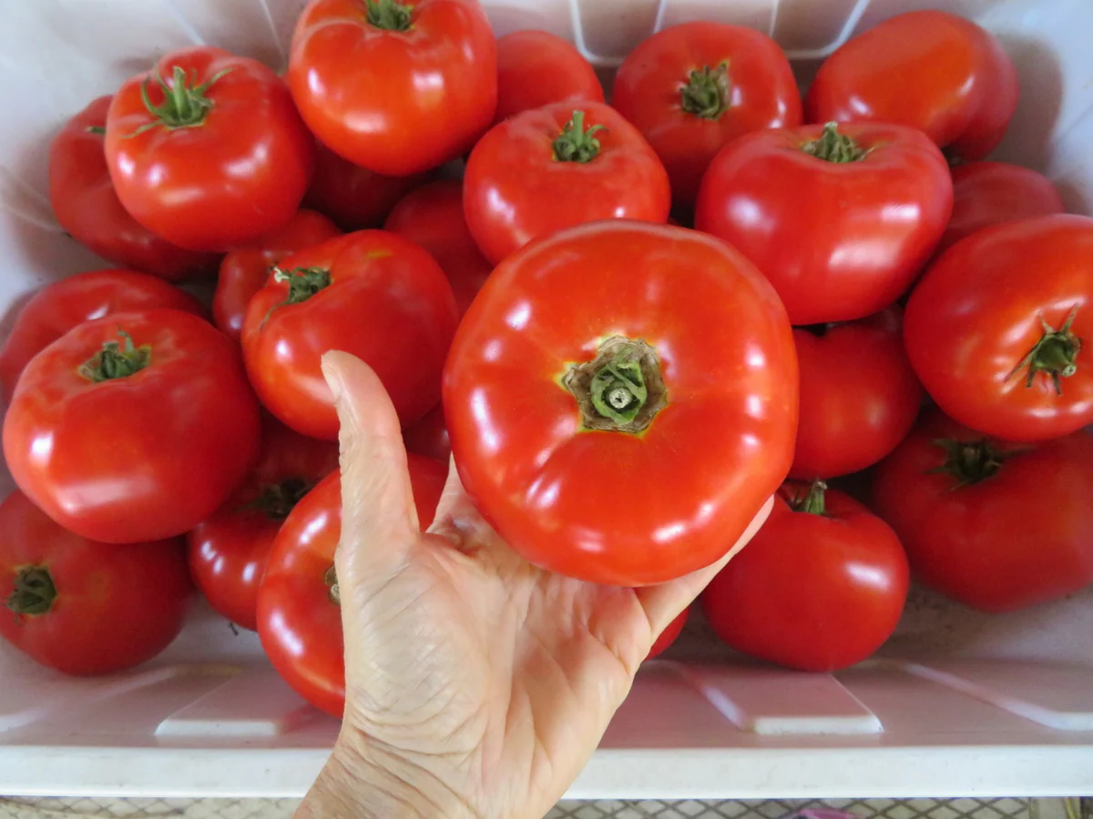 Tomate 'Marglobe'