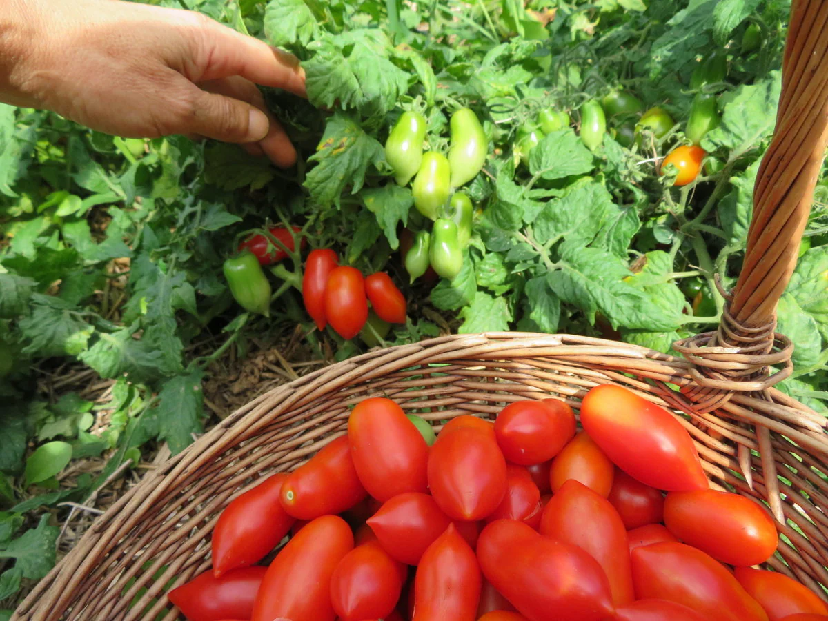 Tomate 'Mini Marzano'