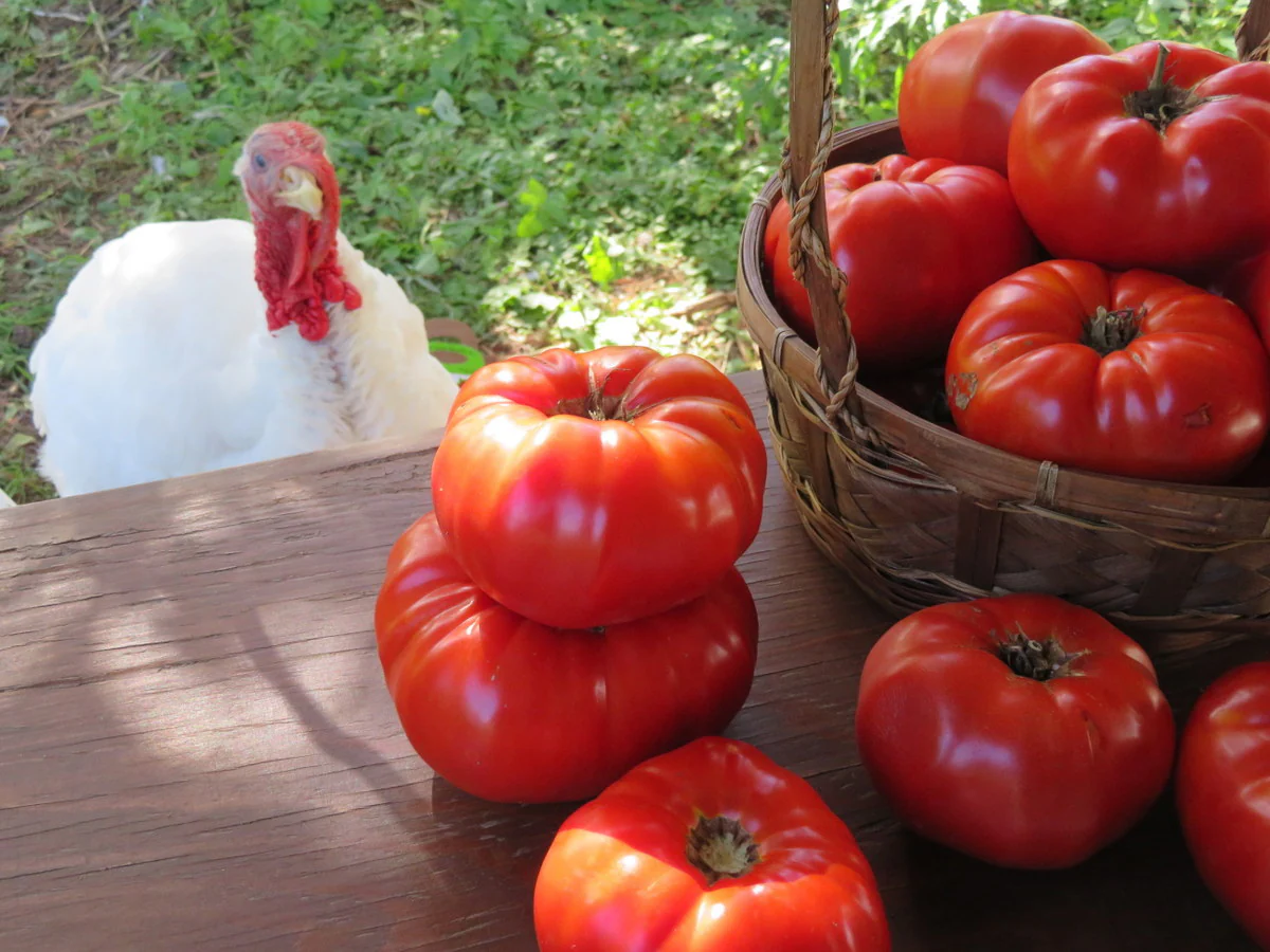 Tomate 'Mrs. Bots Italian Giant'