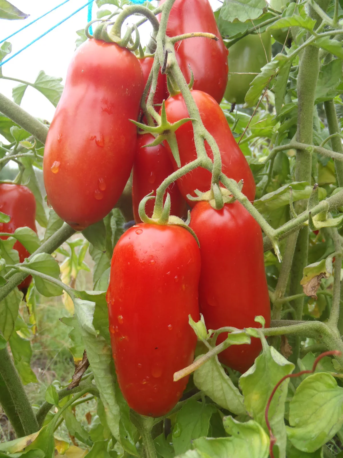 Tomate 'Oroma'