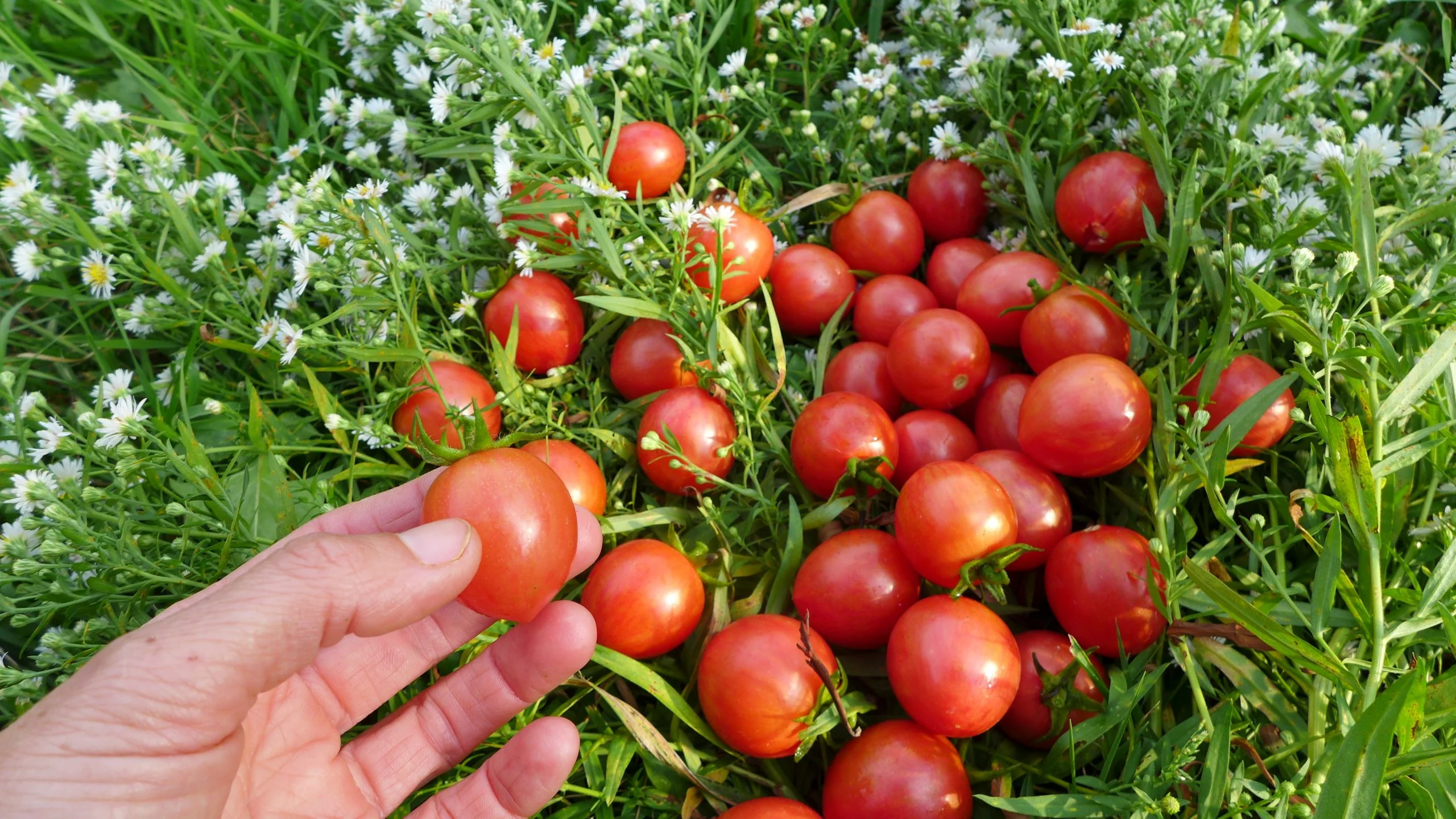 Tomate 'Pink Bumble Bee'