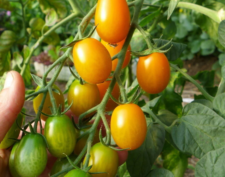 Tomate raisin orange