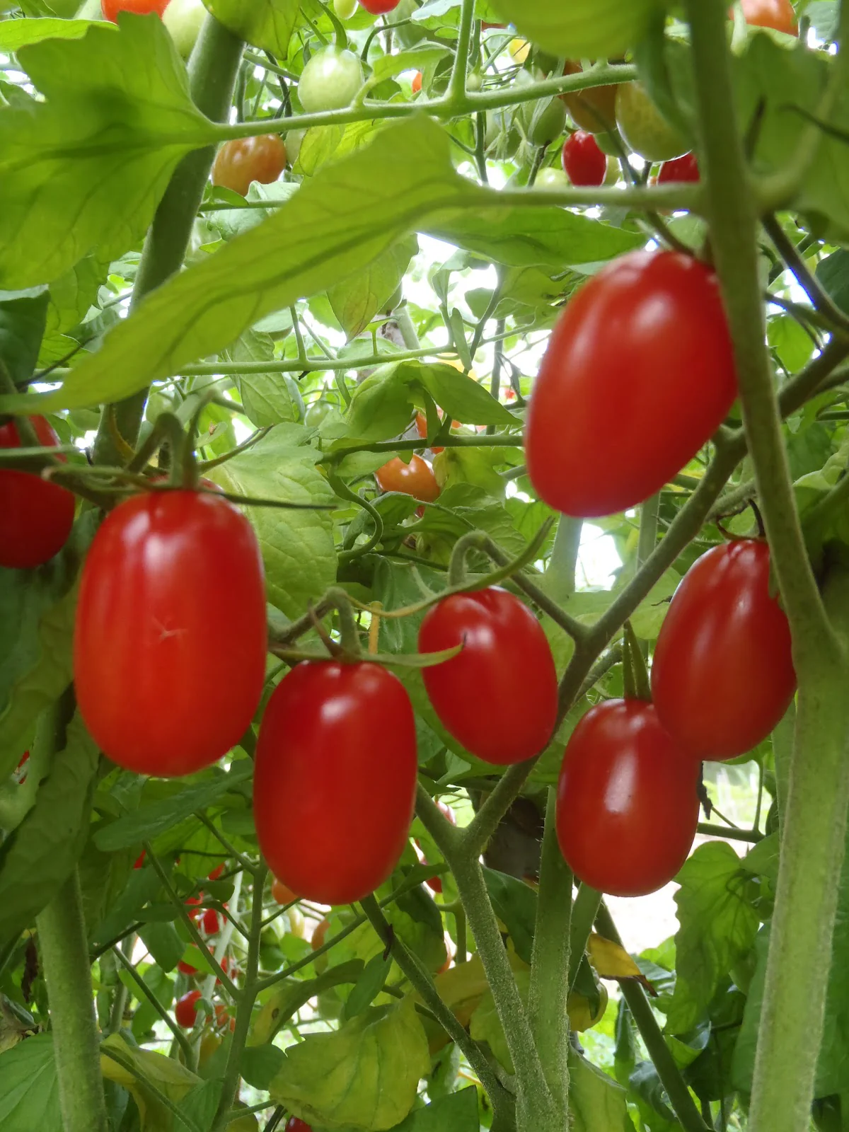 Tomate 'Raisin rouge'
