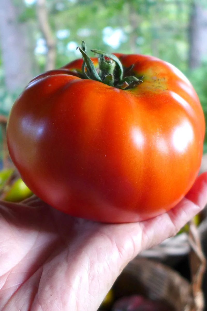 Tomate 'Red Brandywine'