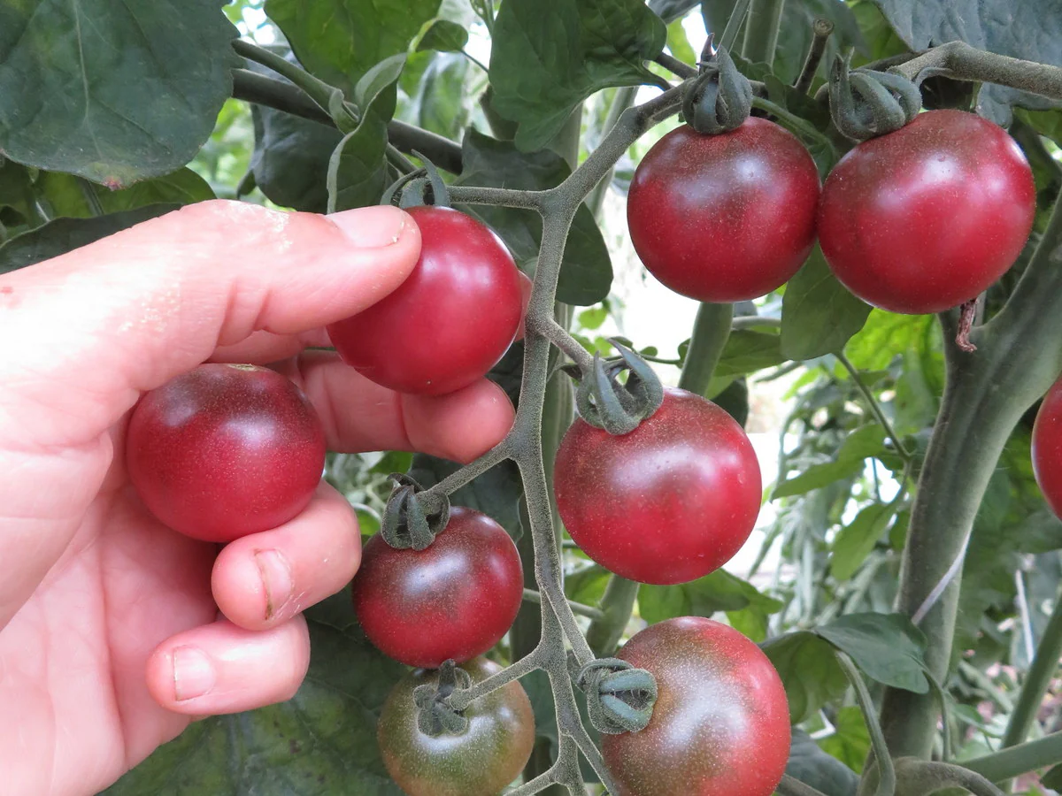 Tomate 'Reinhard Kraft'