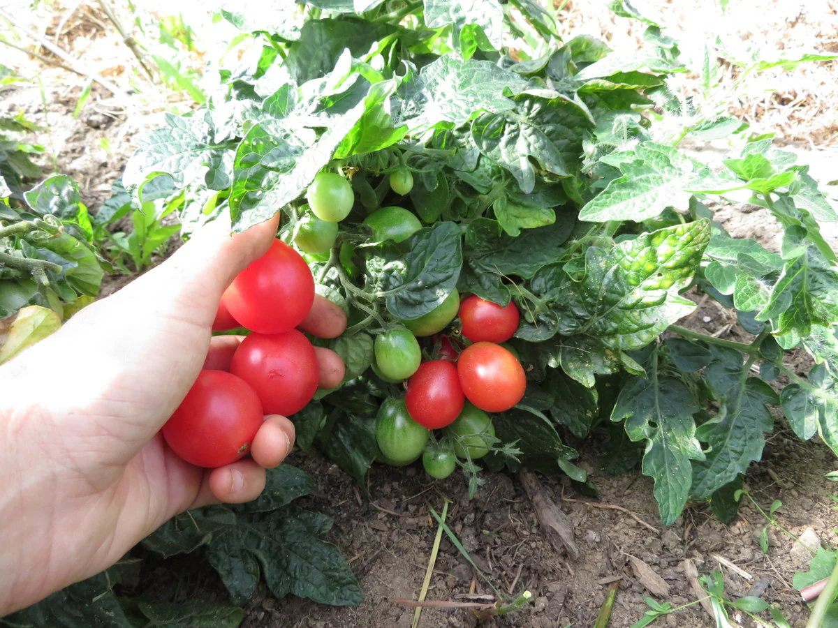 Tomate 'Rosy Finch'