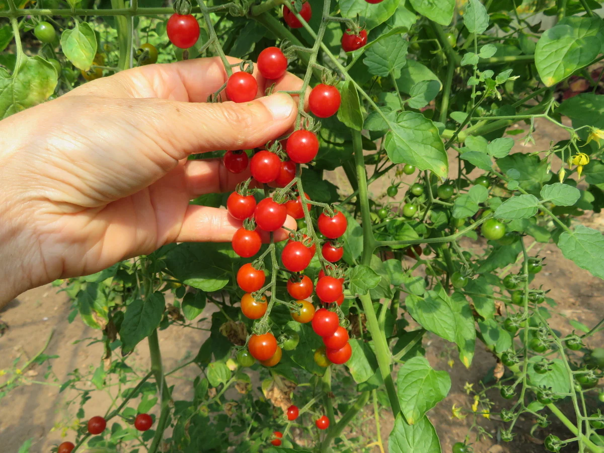 Tomate 'Spoon'