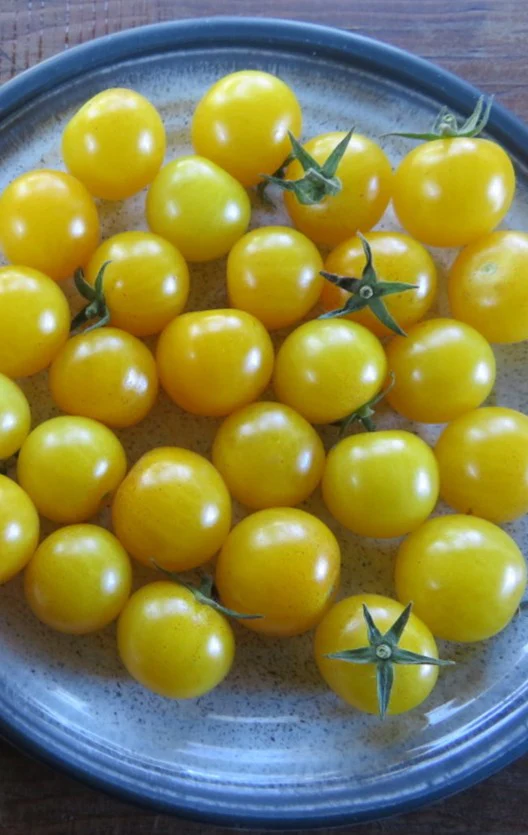 Tomate cerise 'Sun Baby'