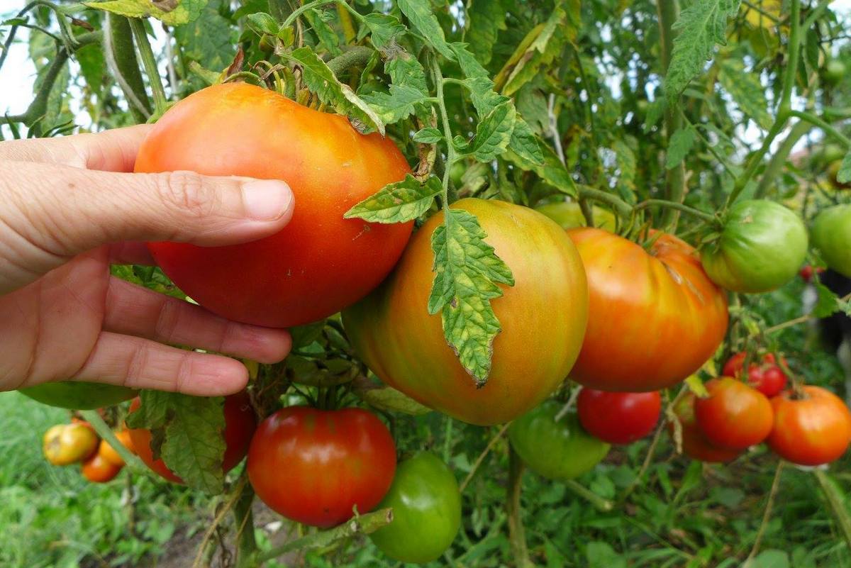 Tomate 'Sunset's Red Horizon'