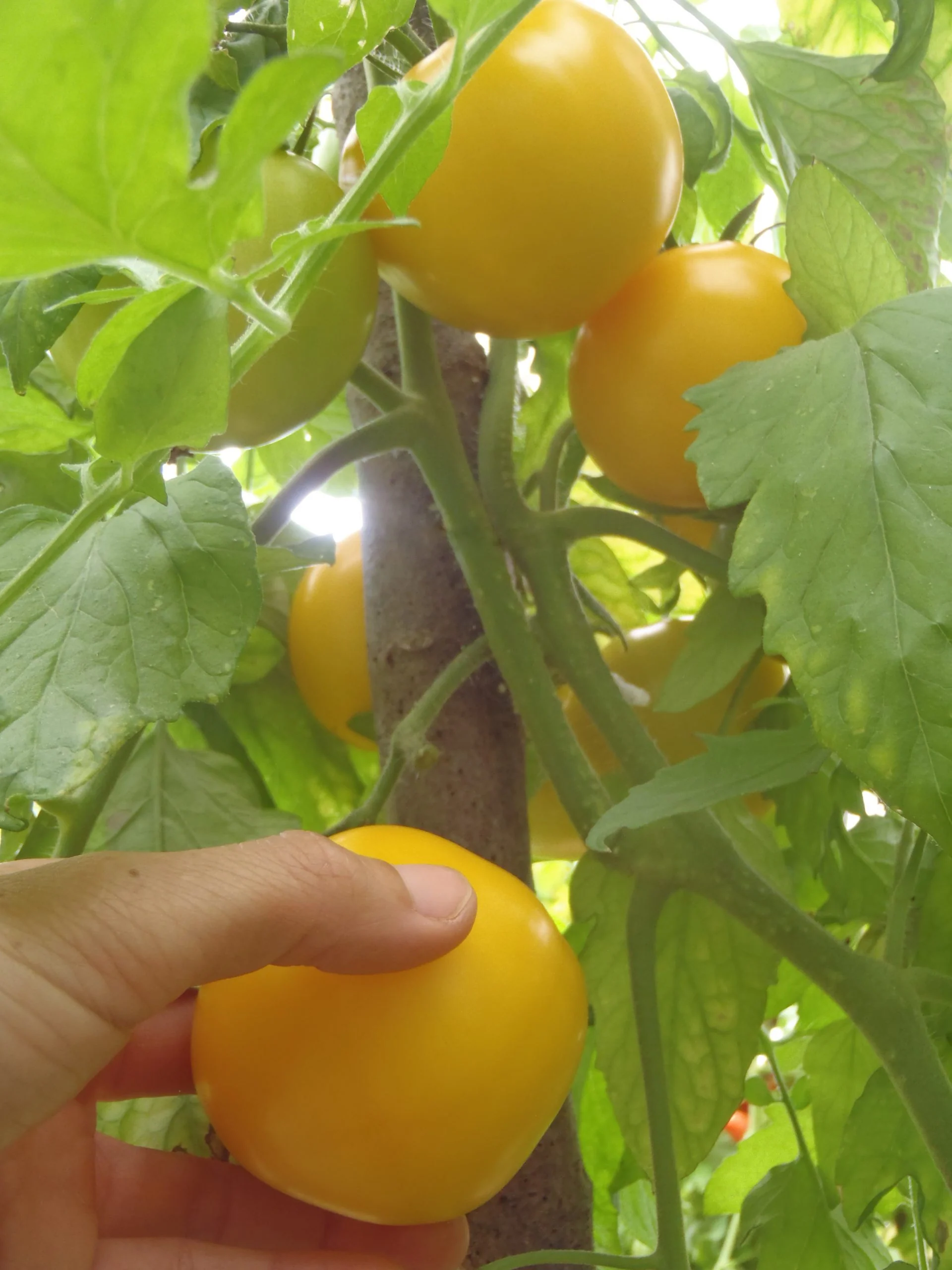 Tomate jaune 'Taxi'