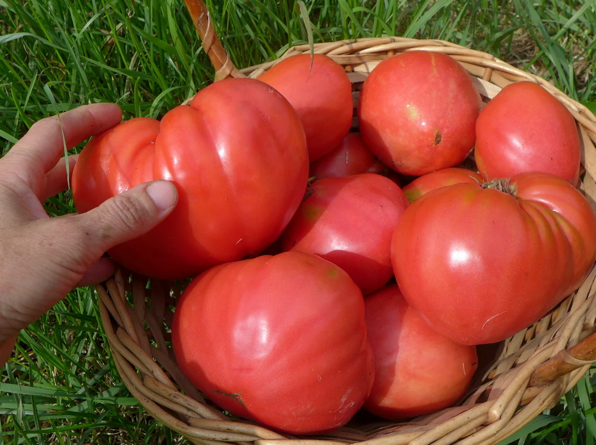 Tomate 'Velmozha'