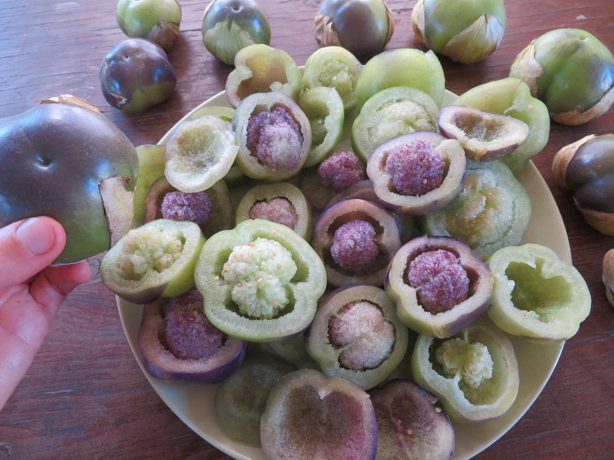 Tomatillo 'Amethyst & Emerald Geodes'