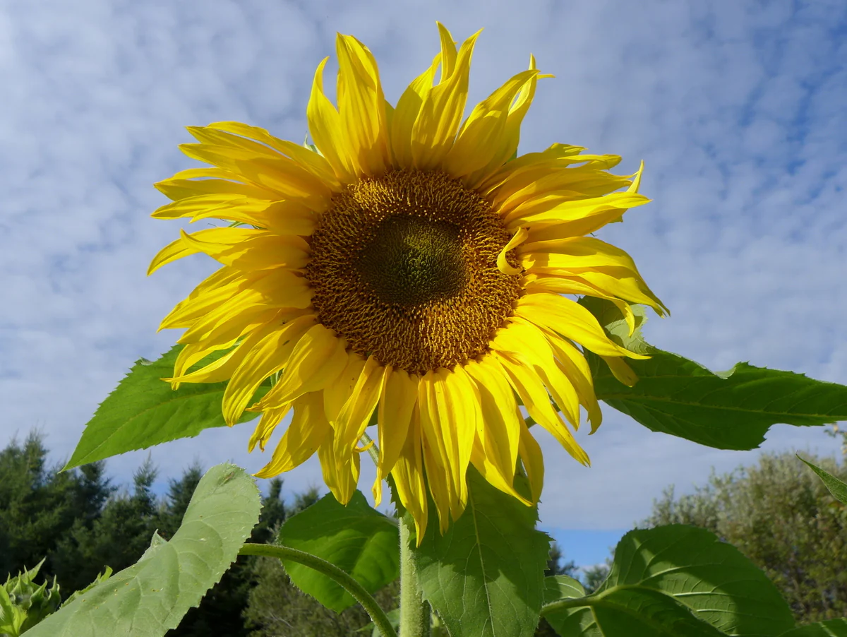 Tournesol 'Géant'