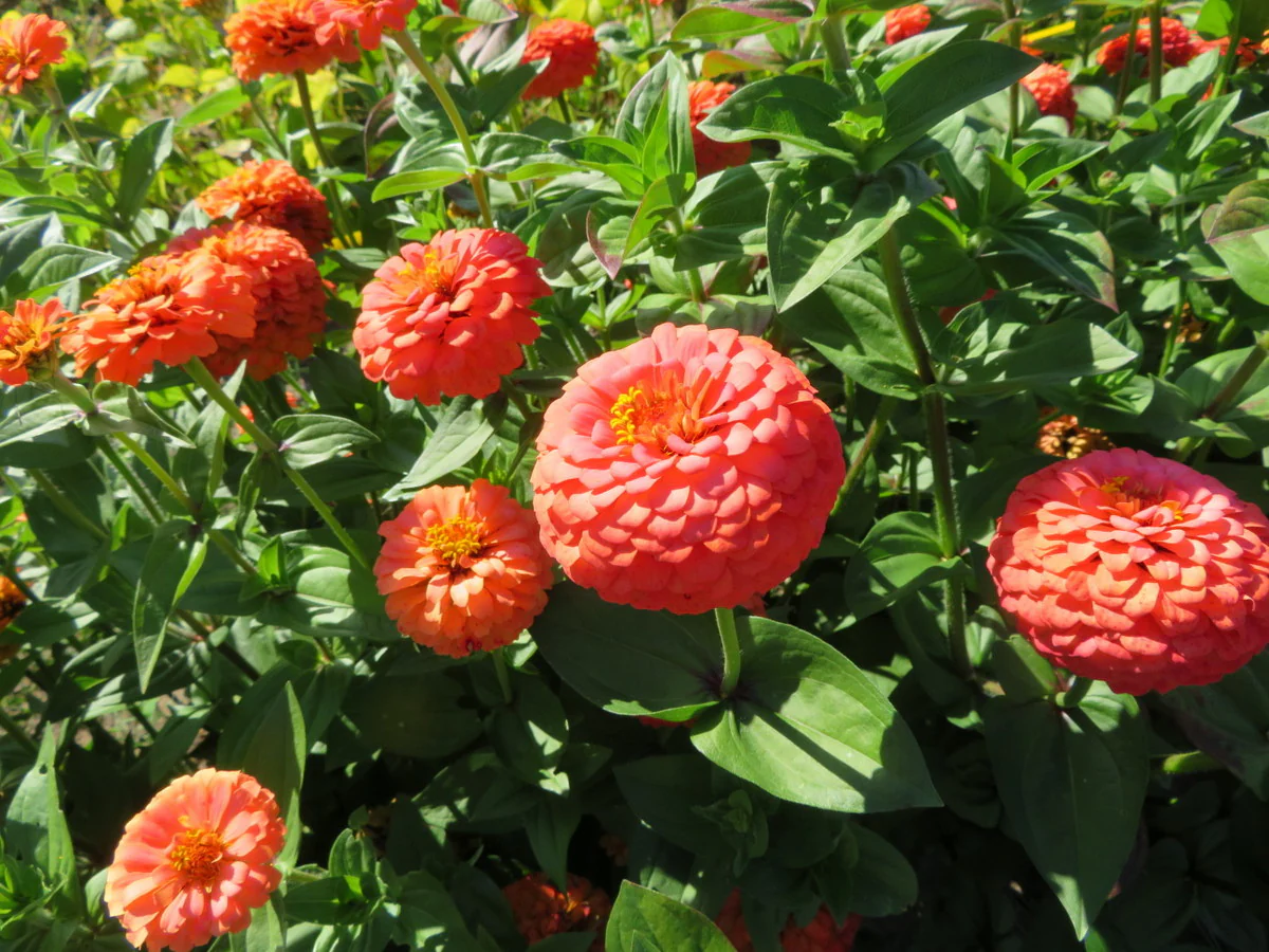 Zinnia 'Oklahoma Salmon'