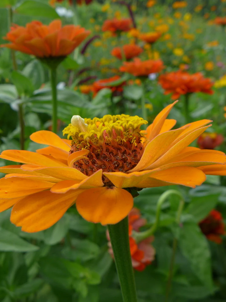 Zinnia 'Oriole'
