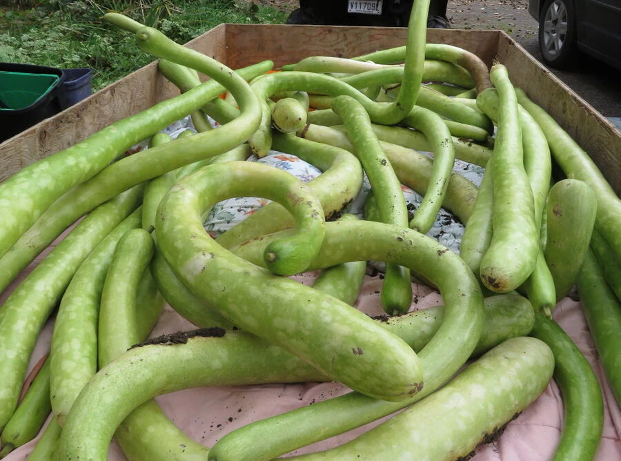 Zucchini 'Sicilien'