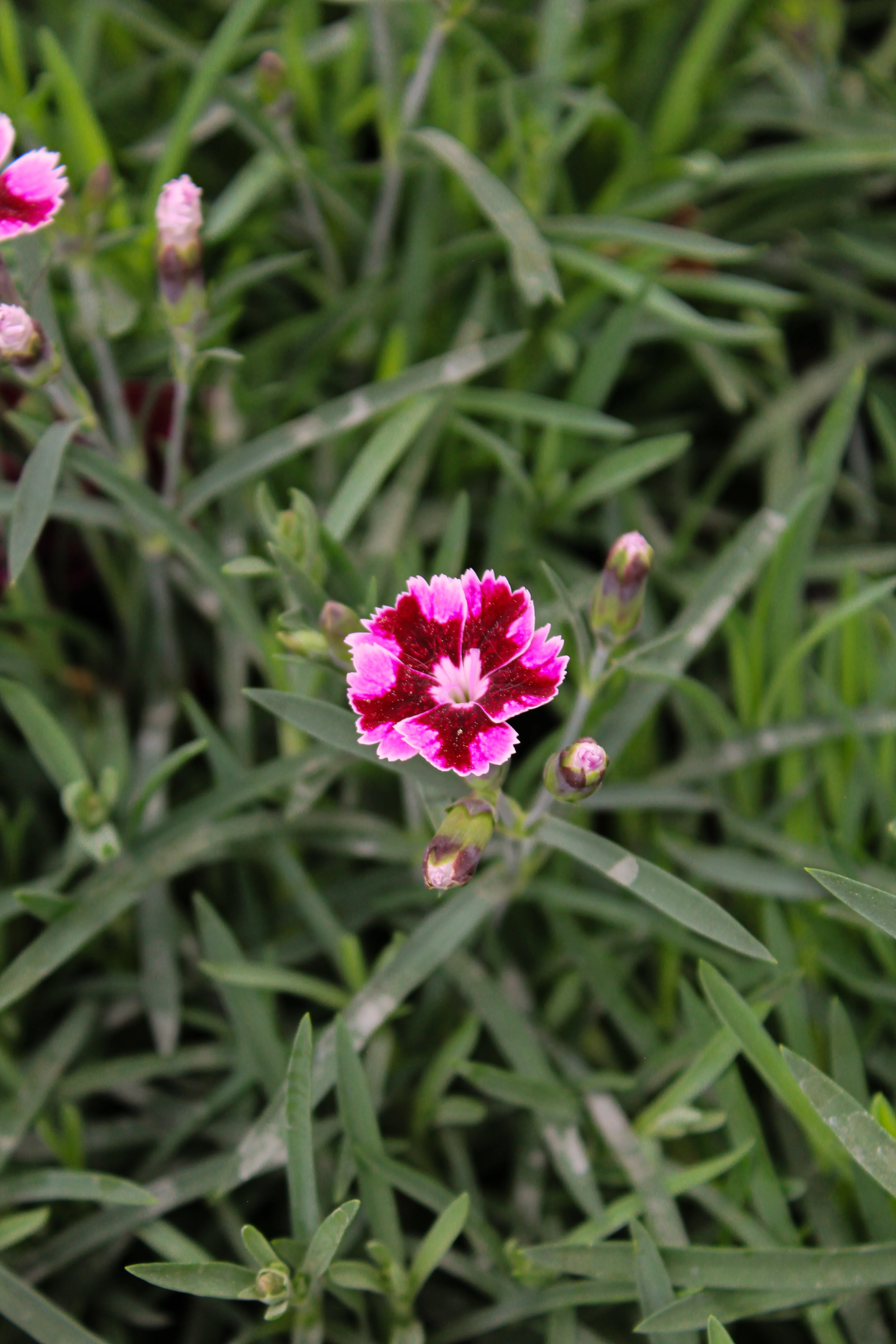 Miniature 1