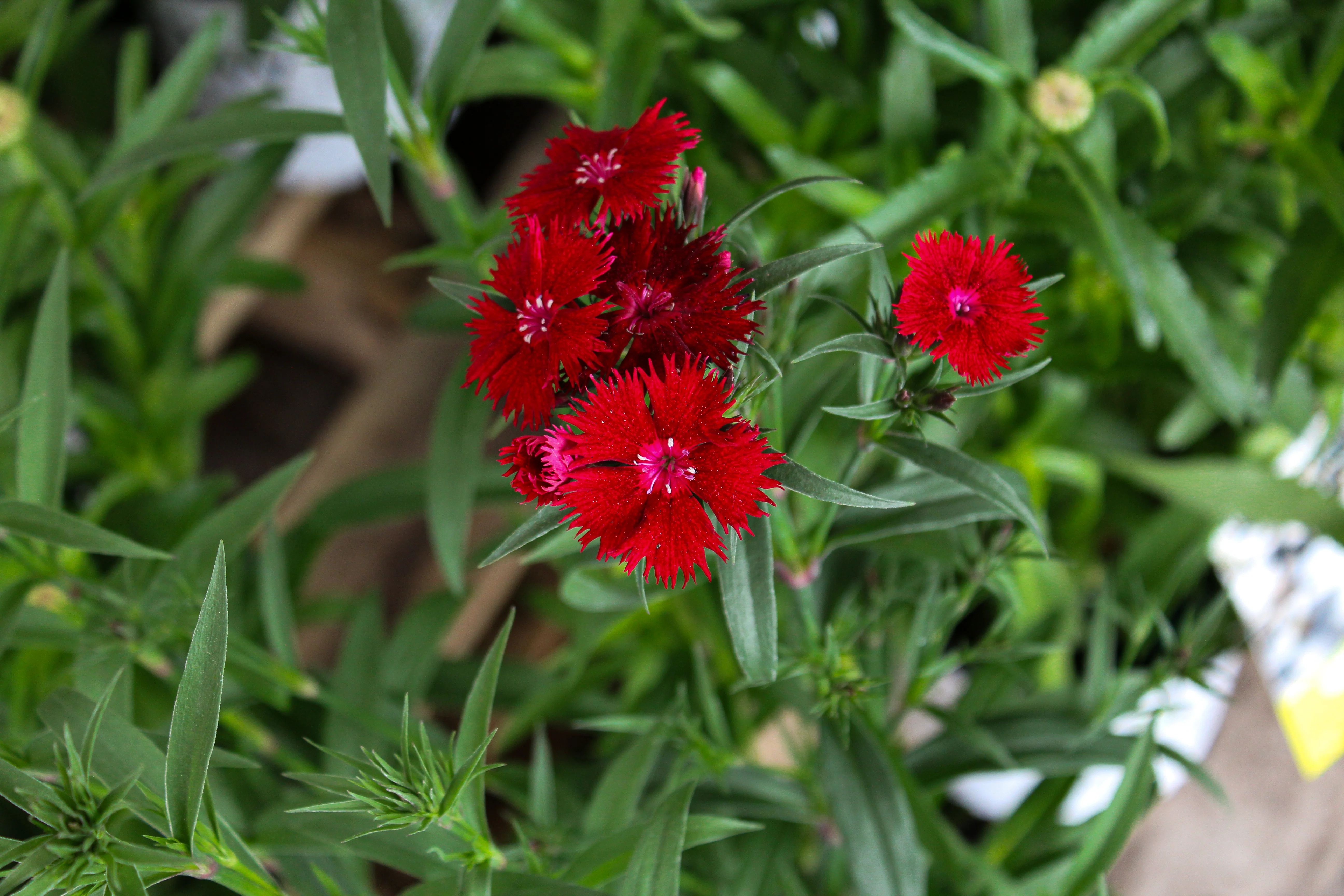 Dianthus 'Rockin Red' - Image 3