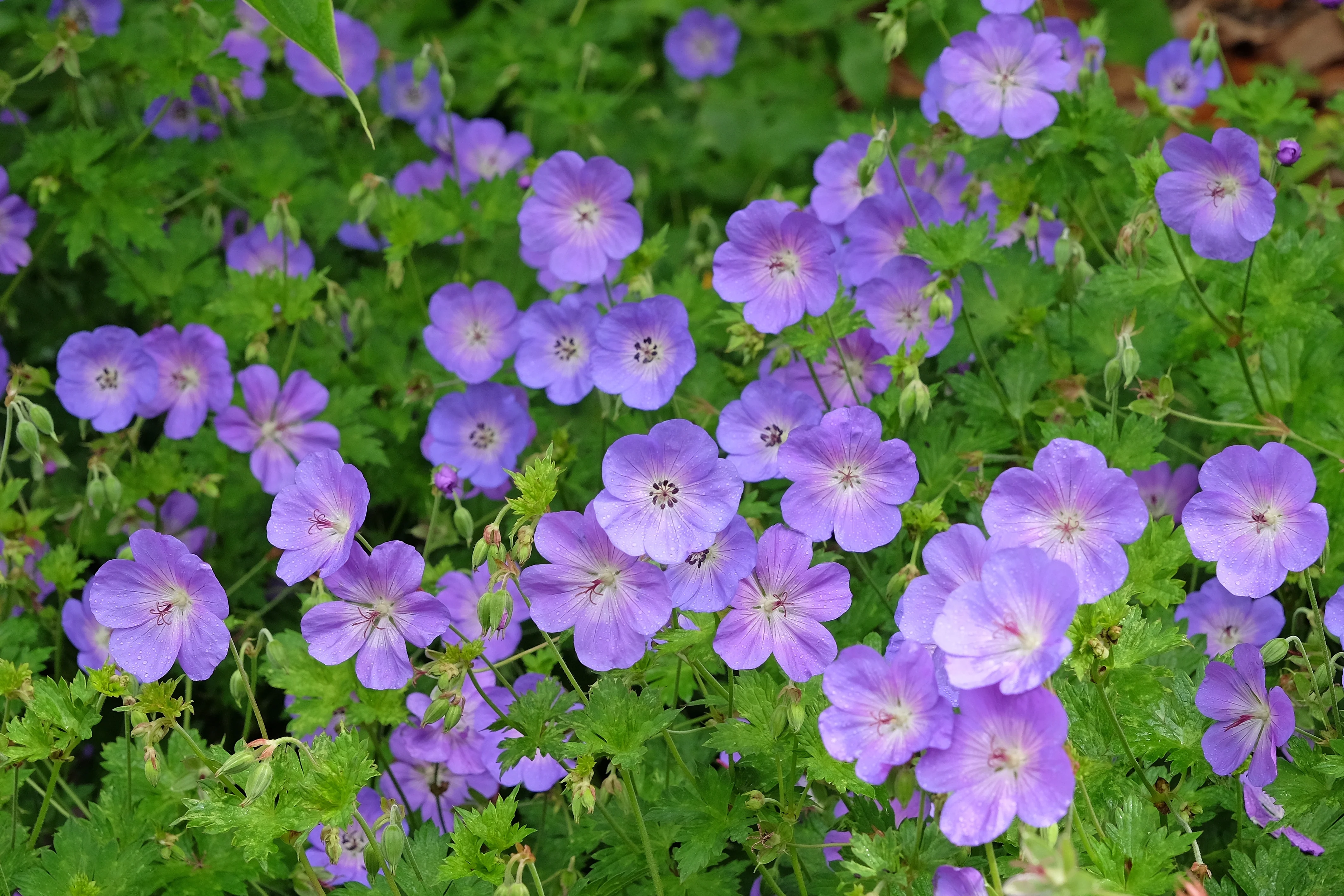 Geranium 'Rozanne'