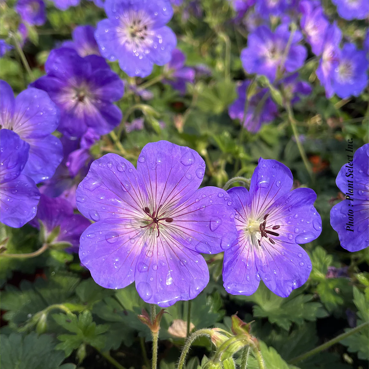 Geranium 'Rozanne' - Image 3
