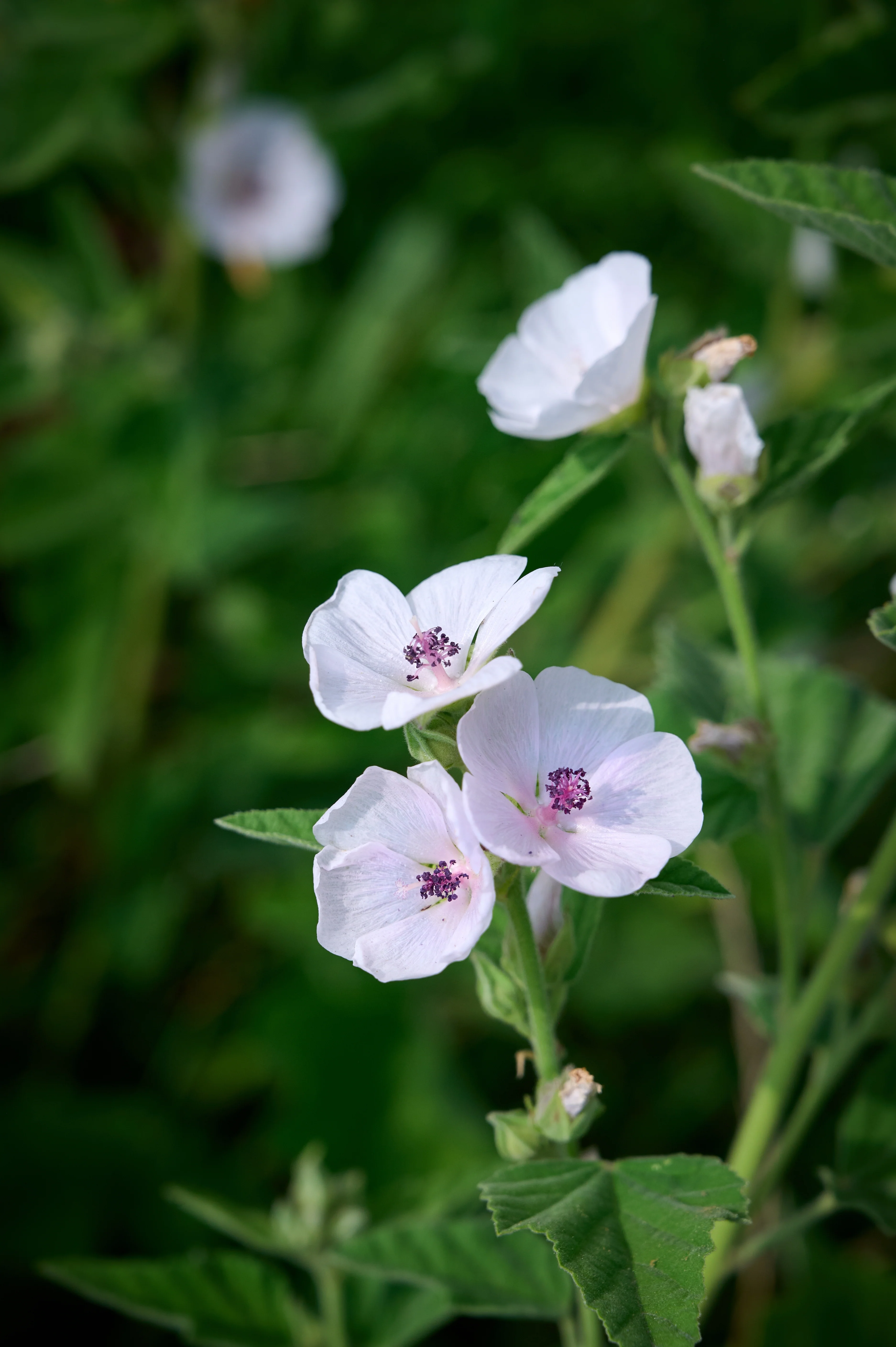 Guimauve officinale