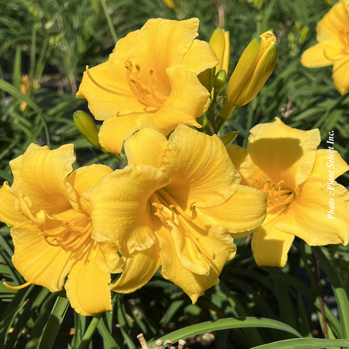 Hemerocallis 'Stella de Oro' - Image 3