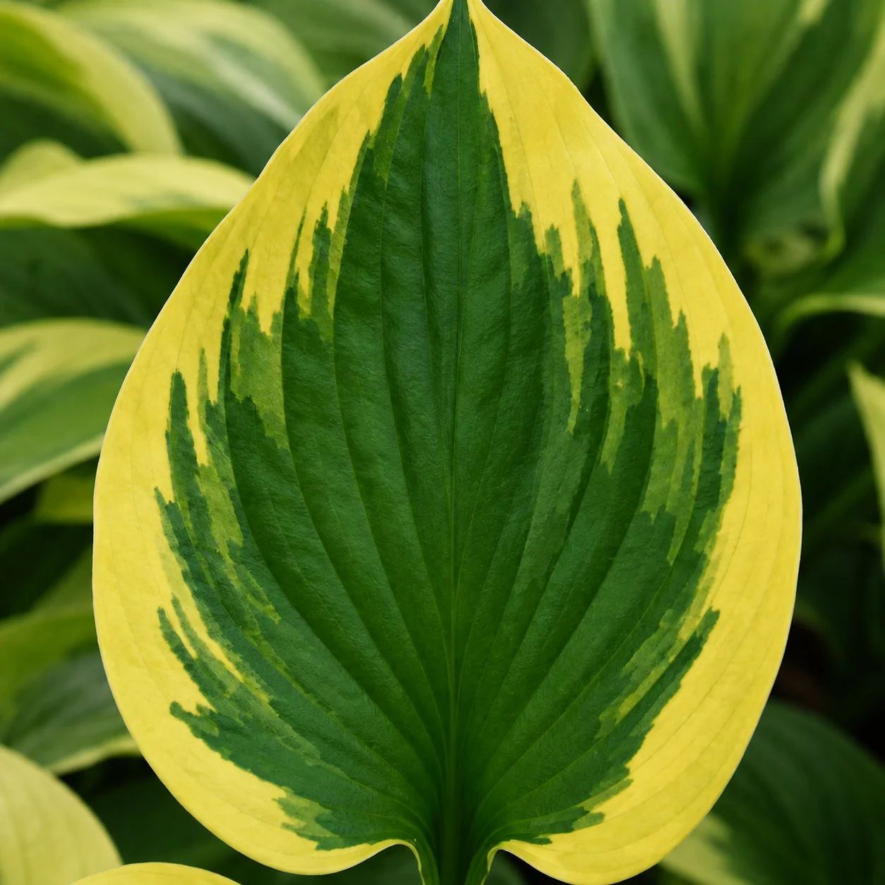Hosta 'Twilight' - Image 3