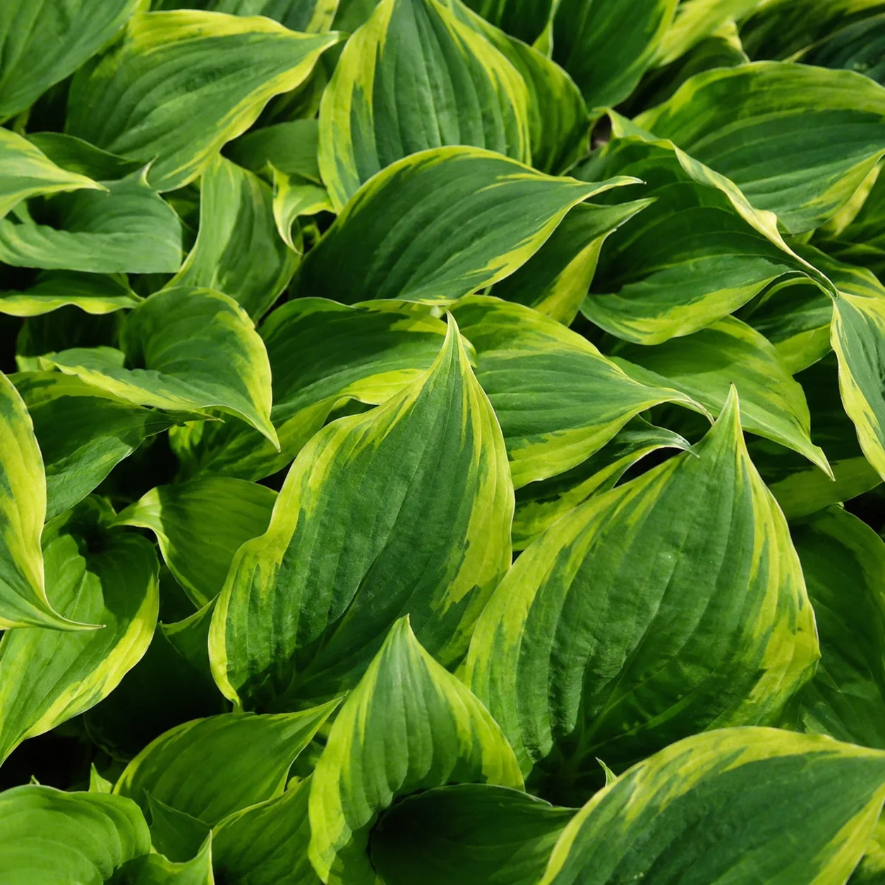 Hosta 'Twilight' - Image 4