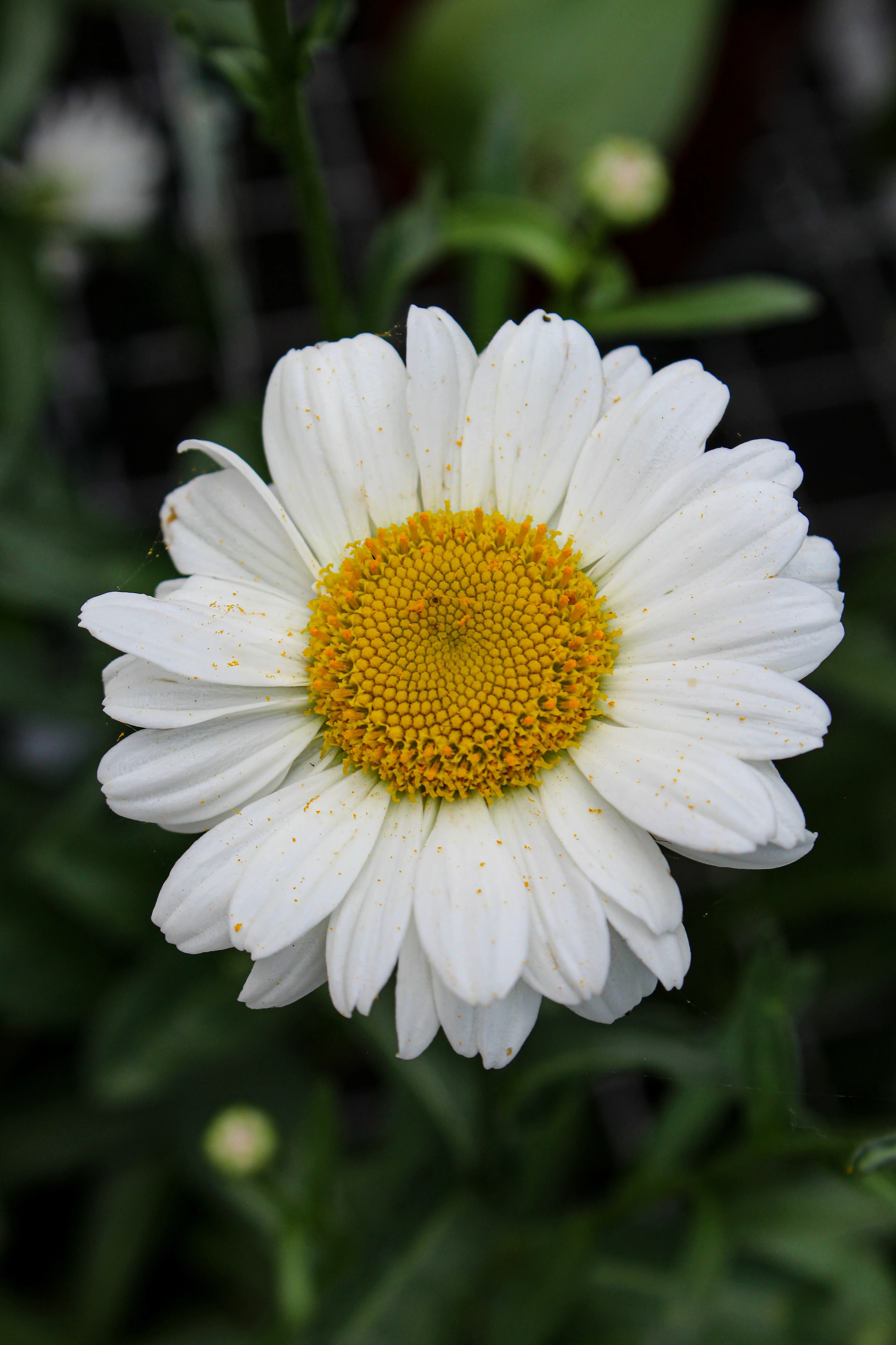 Leucanthemum superbum 'Sweet Daisy Jane' - Image 3