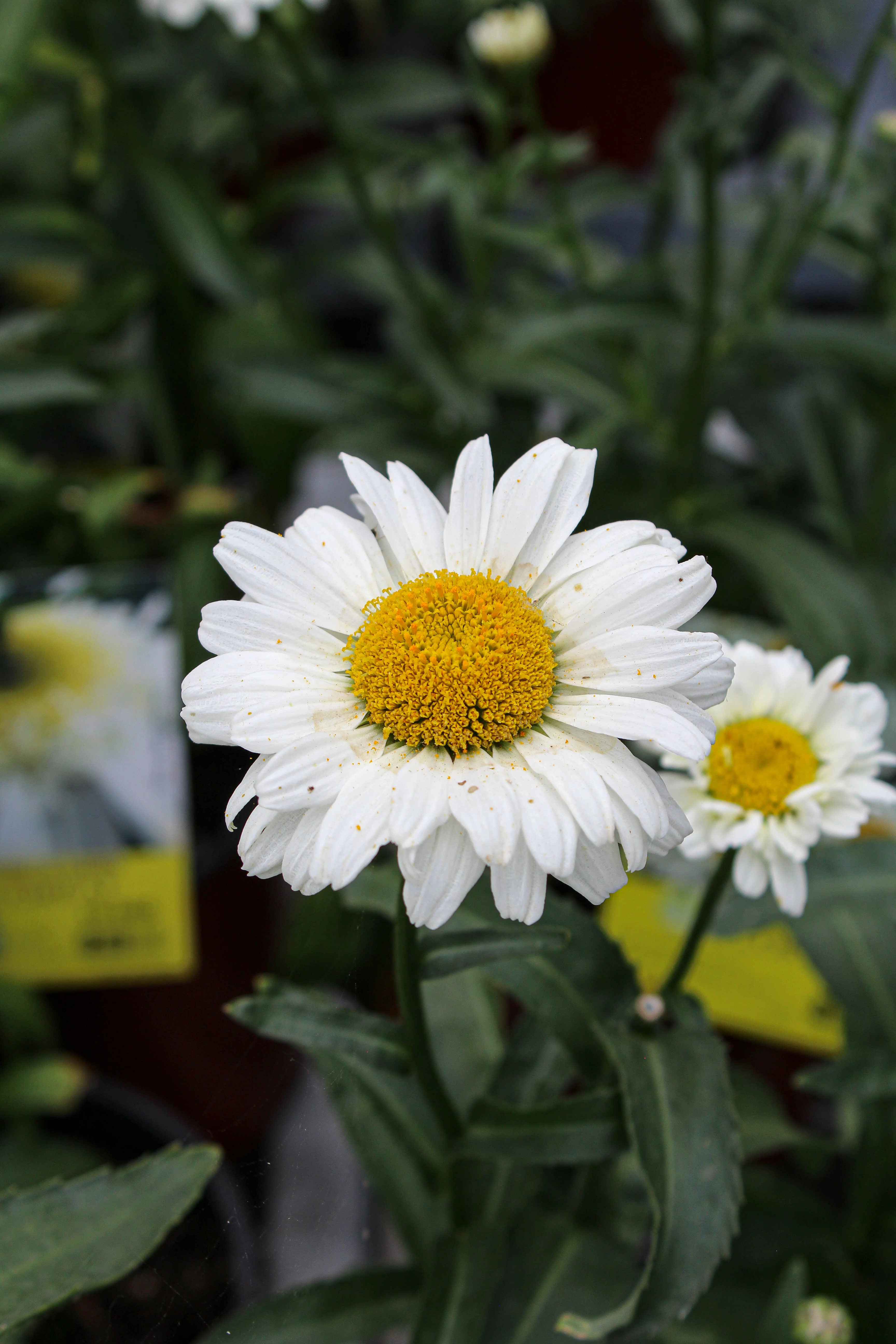 Leucanthemum superbum 'Sweet Daisy Jane' - Image 4