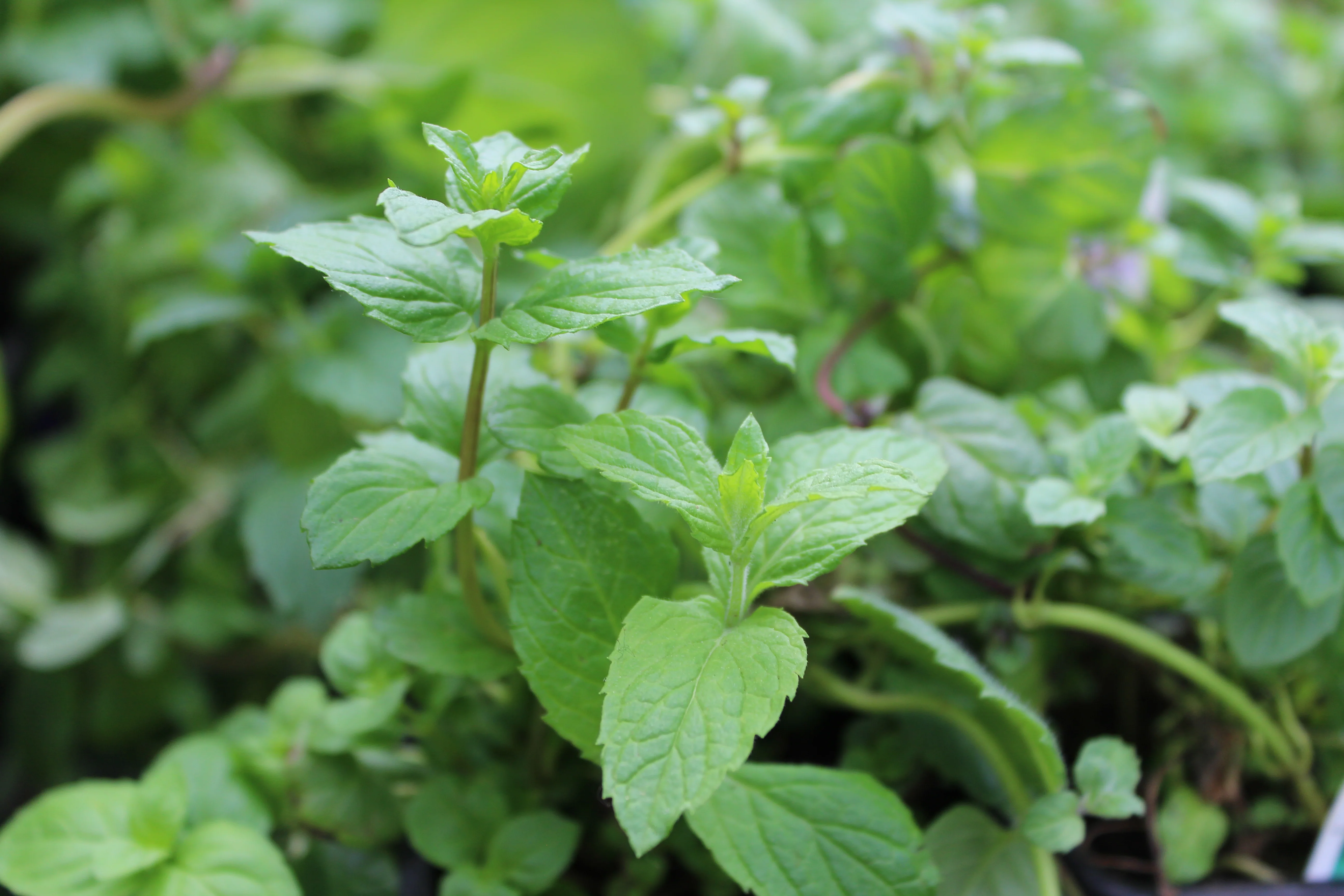 Menthe mentholée