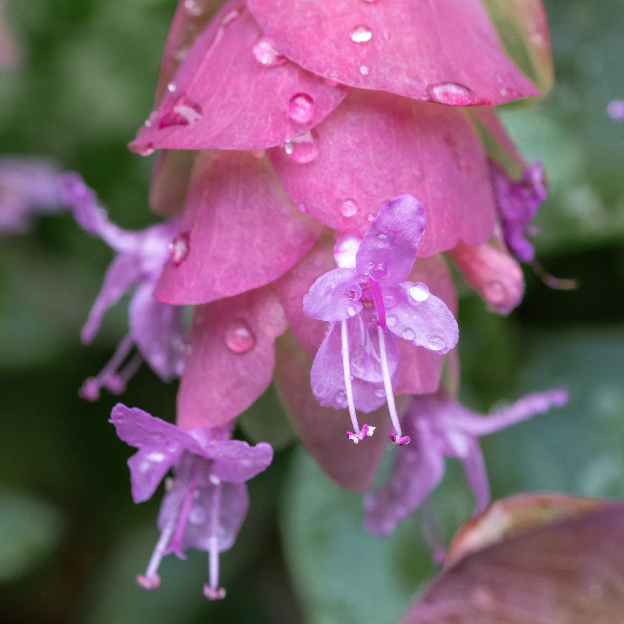 Origan 'Kent Beauty'