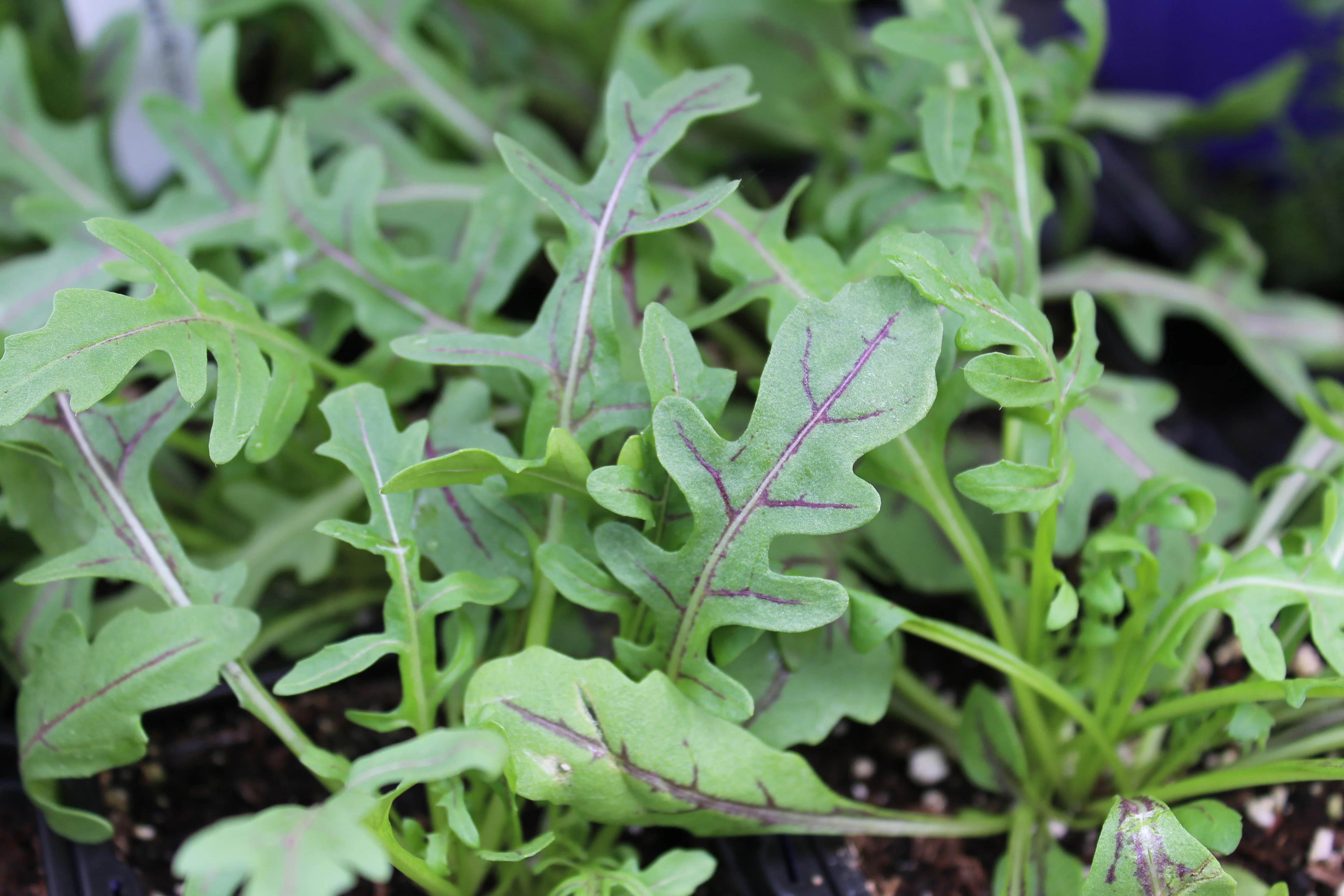 Roquette rouge