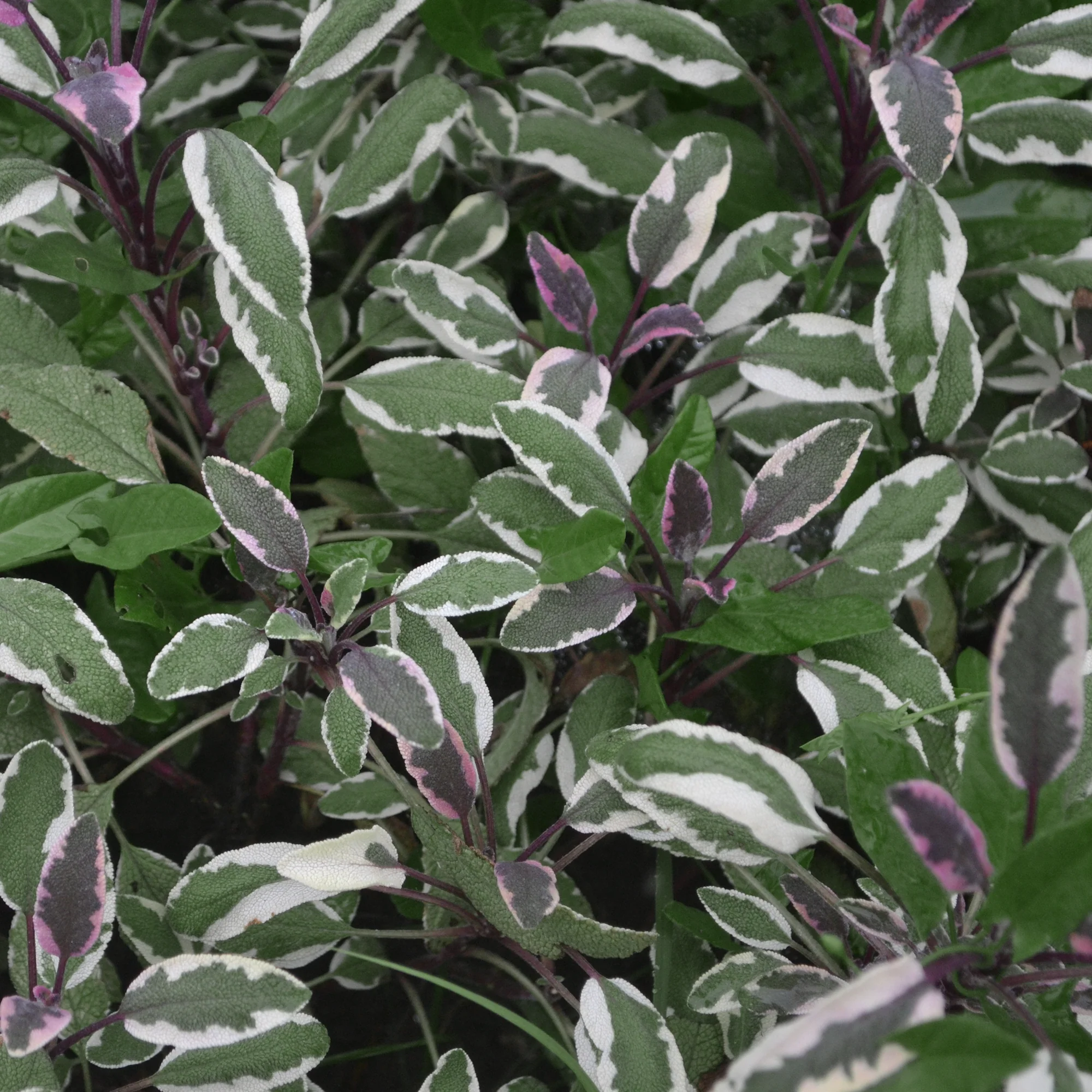 Sauge 'Tricolor'