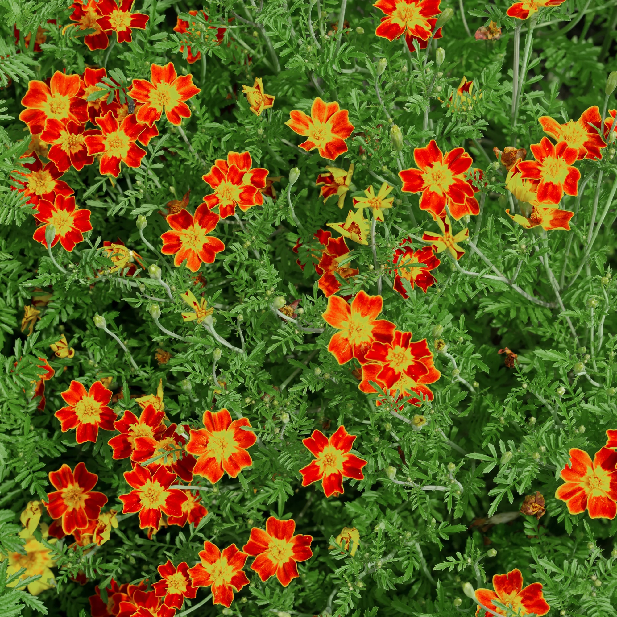 Tagète paprika