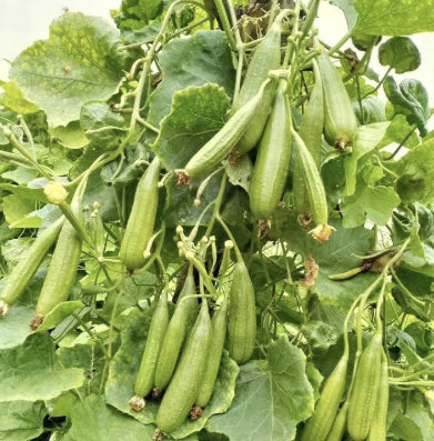 Petite courge ridée 'Satputiya' bio