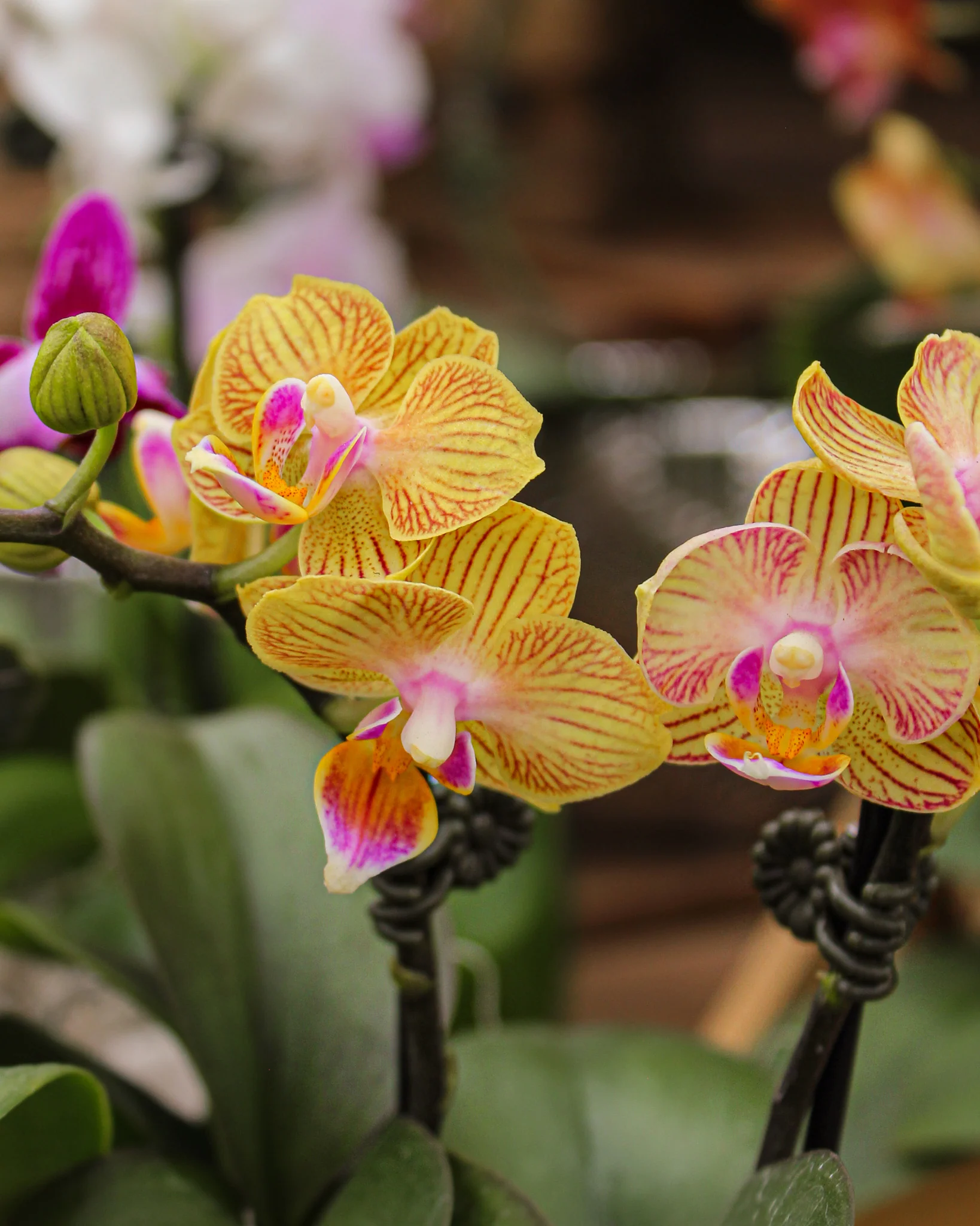 Phalaenopsis spp. - Image 10