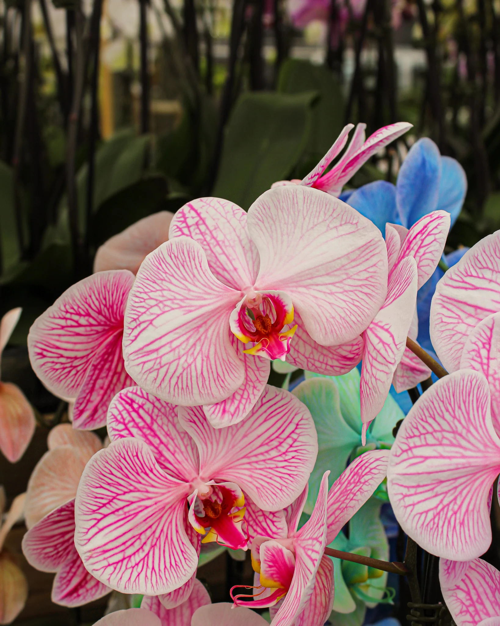 Phalaenopsis spp. - Image 12