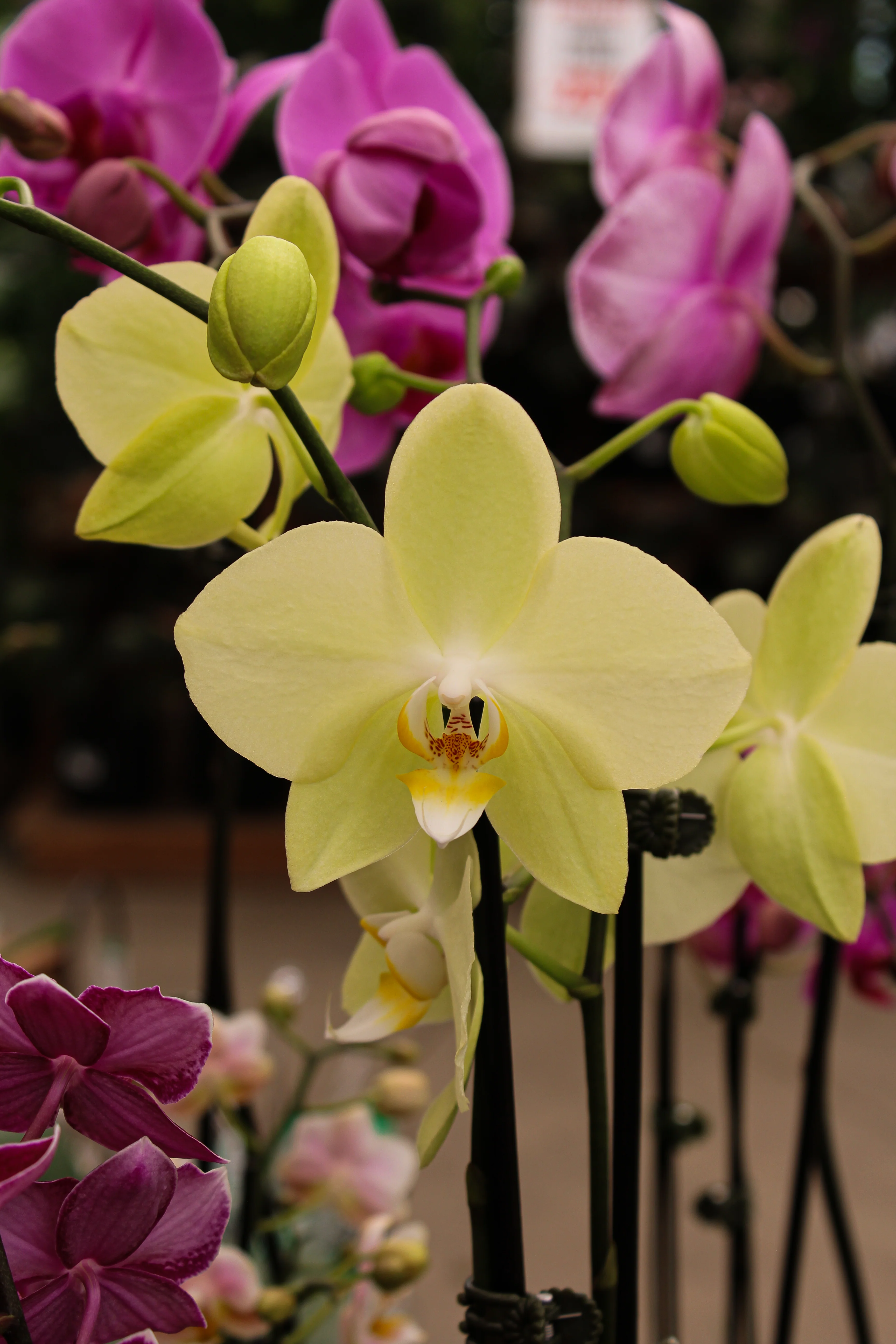 Phalaenopsis spp. - Image 15