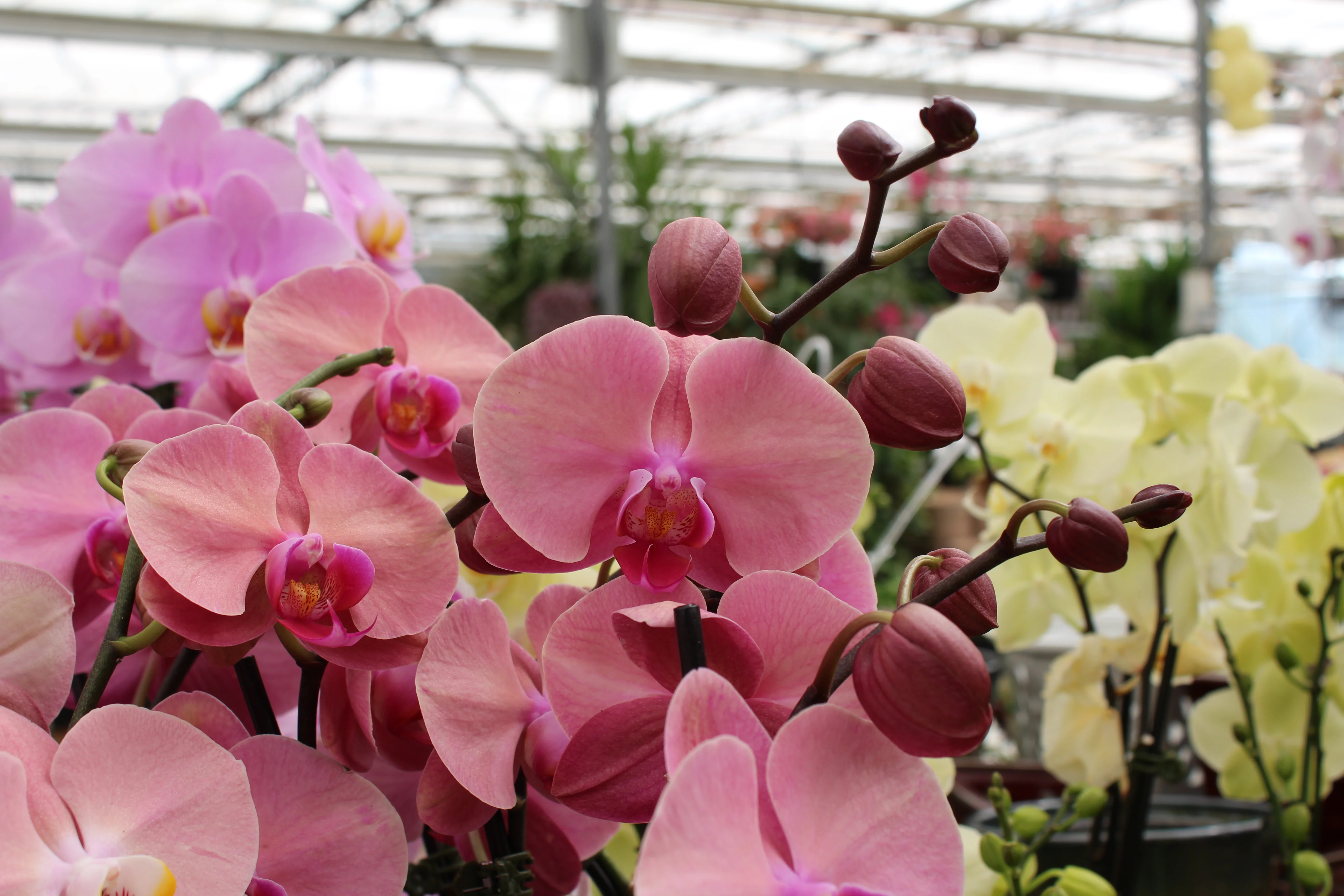 Phalaenopsis spp. - Image 18