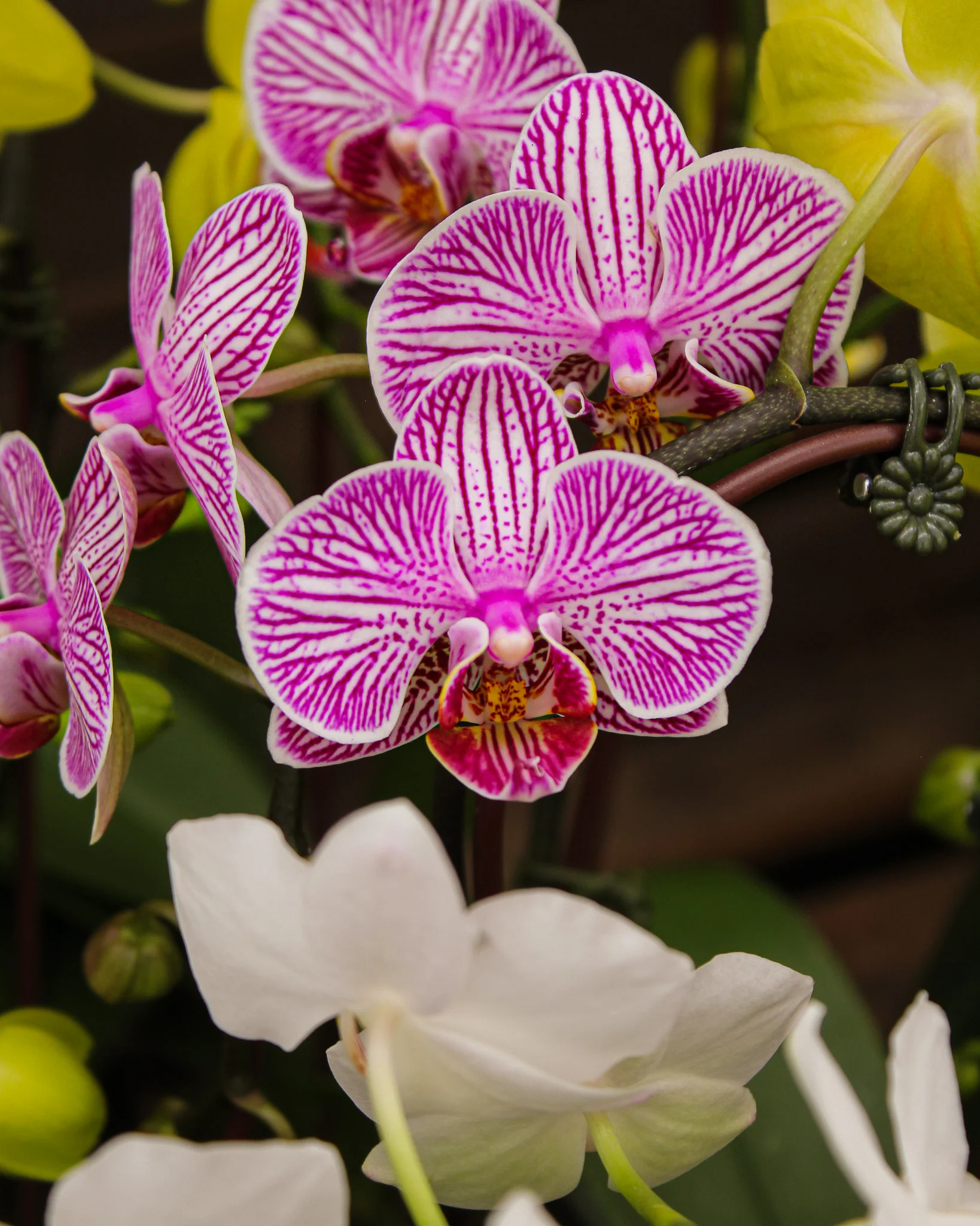 Phalaenopsis spp. - Image 8