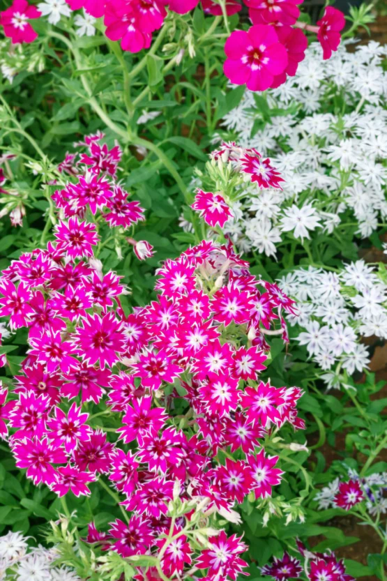 Phlox drummondii pastel bio