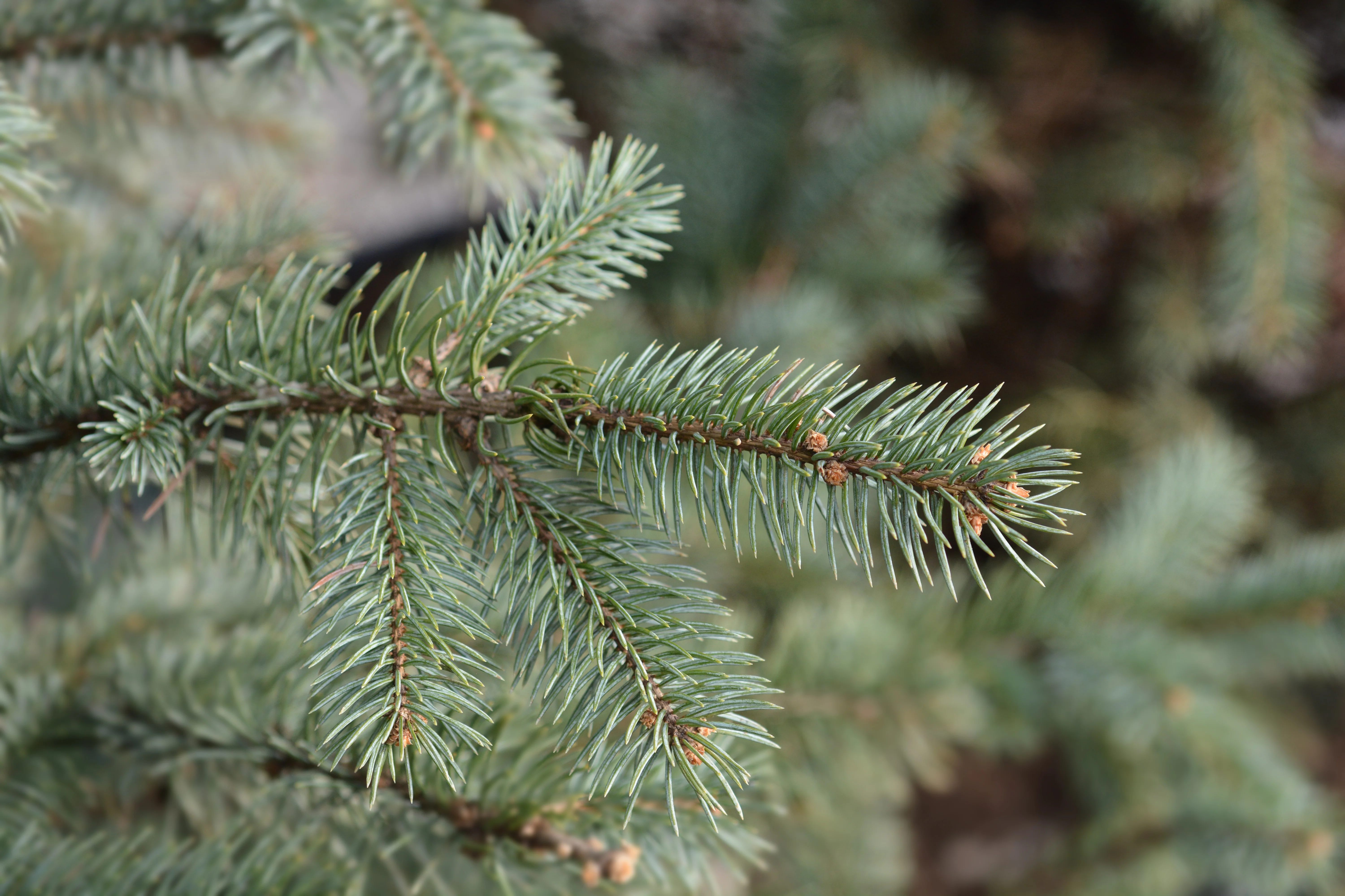 Picea pungens 'Fat Albert' - Image 3