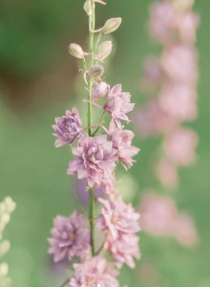 Pied d'alouette 'Early Grey' bio