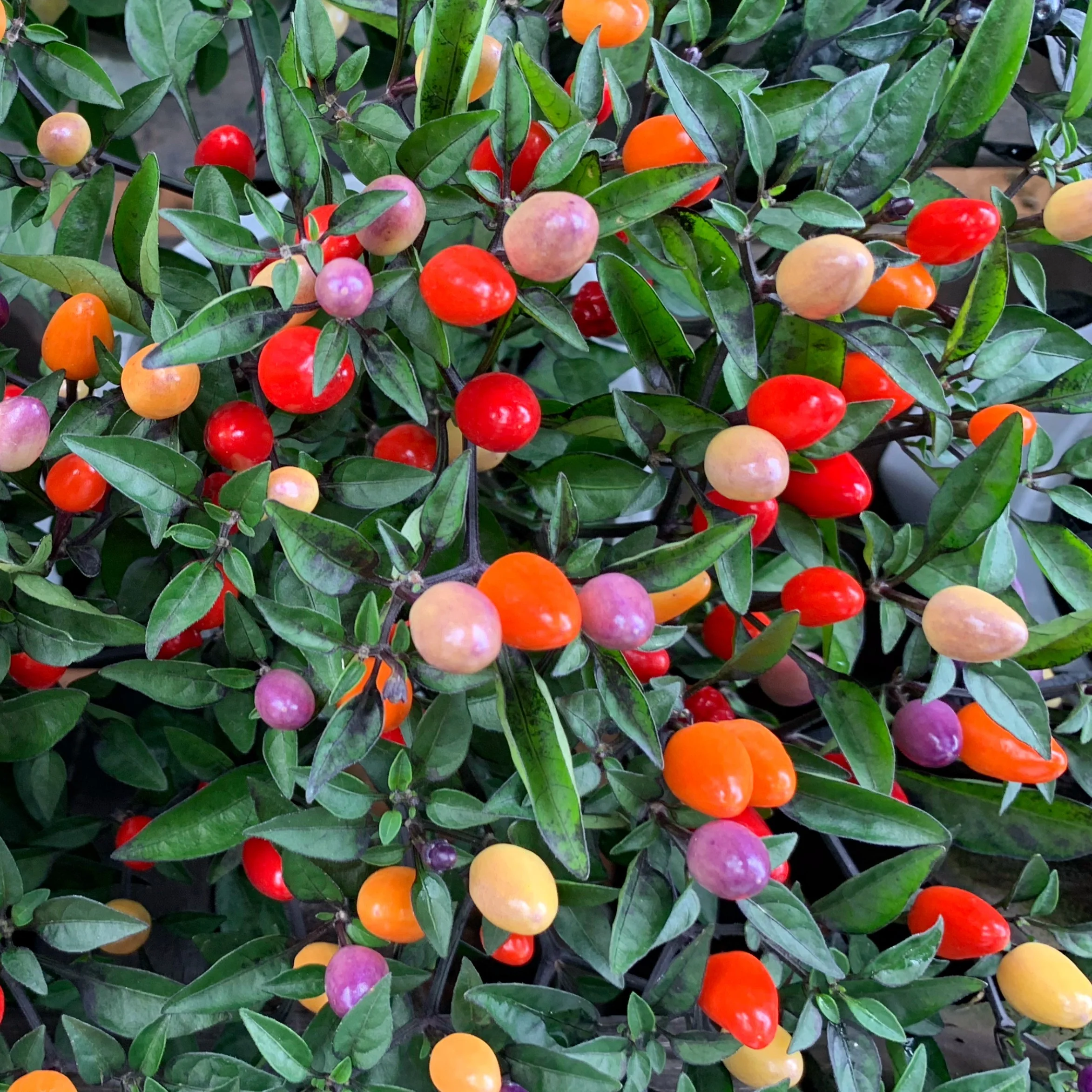 Piment fort 'Bolivian Rainbow' bio