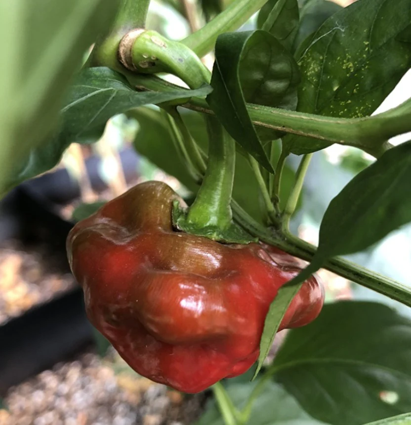 Piment fort 'Scotch Bonnet Rouge' bio
