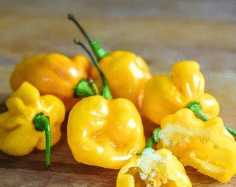 Piment fort 'Small Yellow Cherry' bio